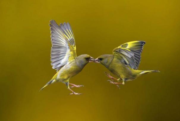 Органы дыхания птиц Кратко объяснить двойное дыхание птиц